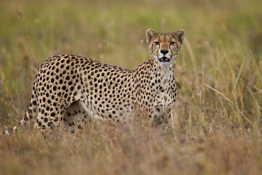 Cheetah (Acinonyx jubatus), Serengeti National Park, Tanzania, East Africa, Africa