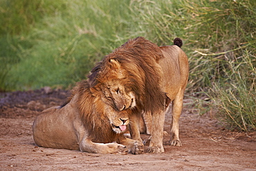 Two lions (Panthera leo), Serengeti National Park, Tanzania, East Africa, Africa