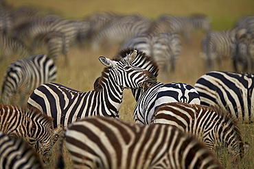 Common zebra (plains zebra) (Burchell's zebr) (Equus burchelli) herd, Serengeti National Park, Tanzania, East Africa, Africa