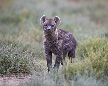 Spotted hyena (spotted hyaena) (Crocuta crocuta) juvenile, Serengeti National Park, Tanzania, East Africa, Africa