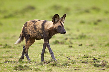 African wild dog (African hunting dog) (Cape hunting dog) (Lycaon pictus), Ngorongoro Conservation Area, Serengeti, Tanzania, East Africa, Africa