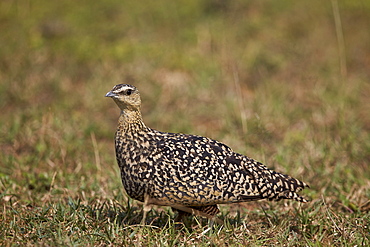 Yellow-throated sandgrouse (Pterocles gutturalis), female, Serengeti National Park, Tanzania, East Africa, Africa