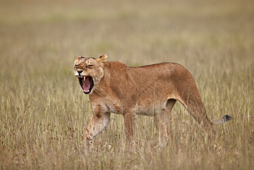 Lioness (Panthera leo) yawning in tall grass, Serengeti National Park, Tanzania, East Africa, Africa