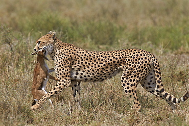 Cheetah (Acinonyx jubatus) carrying a Thomson's gazelle (Gazella thomsonii) calf, Serengeti National Park, Tanzania, East Africa, Africa