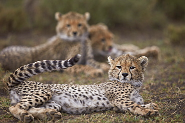 Cheetah (Acinonyx jubatus) cub, Serengeti National Park, Tanzania, East Africa, Africa