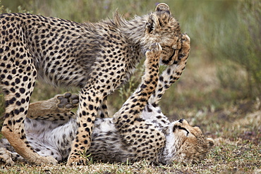 Cheetah (Acinonyx jubatus) cubs playing, Serengeti National Park, Tanzania, East Africa, Africa