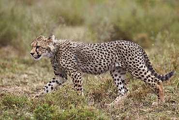 Cheetah (Acinonyx jubatus) cub, Serengeti National Park, Tanzania, East Africa, Africa