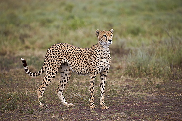 Cheetah (Acinonyx jubatus), Serengeti National Park, Tanzania, East Africa, Africa