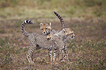 Cheetah (Acinonyx jubatus) cubs playing, Serengeti National Park, Tanzania, East Africa, Africa