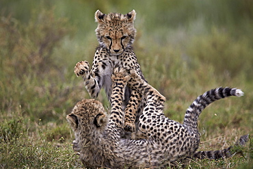 Cheetah (Acinonyx jubatus) cubs playing, Serengeti National Park, Tanzania, East Africa, Africa