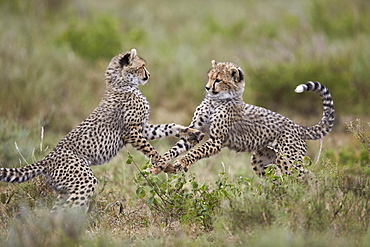 Cheetah (Acinonyx jubatus) cubs playing, Serengeti National Park, Tanzania, East Africa, Africa