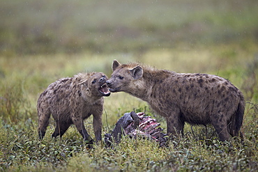 Spotted hyena (Crocuta crocuta) at a blue wildebeest (brindled gnu) carcass, Ngorongoro Conservation Area, UNESCO World Heritage Site, Serengeti, Tanzania, East Africa, Africa