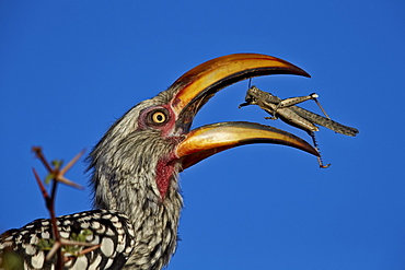 Southern yellow-billed hornbill (Tockus leucomelas) flipping a grasshopper, Kgalagadi Transfrontier Park, encompassing the former Kalahari Gemsbok National Park, South Africa, Africa