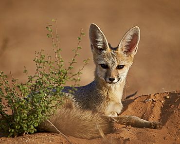 Cape fox (Cama fox) (silver-backed fox) (Vulpes chama), Kgalagadi Transfrontier Park, encompassing the former Kalahari Gemsbok National Park, South Africa, Africa