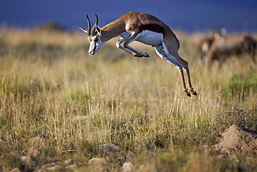 Springbok (Antidorcas marsupialis) buck springing or jumping, Mountain Zebra National Park, South Africa, Africa