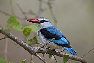 Woodland kingfisher (Halcyon senegalensis), Kruger National Park, South Africa, Africa