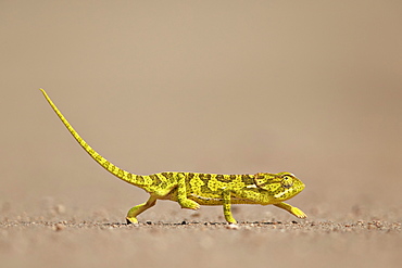 Flap-necked chameleon (flap neck chameleon) (Chamaeleo dilepis), Kruger National Park, South Africa, Africa