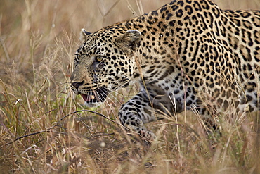 Leopard (Panthera pardus), Kruger National Park, South Africa, Africa