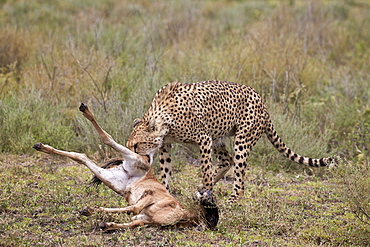 Male cheetah (Acinonyx jubatus) killing a newborn blue wildebeest (brindled gnu) (Connochaetes taurinus) calf, Ngorongoro Conservation Area, UNESCO World Heritage Site, Serengeti, Tanzania, East Africa, Africa