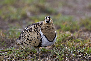 Black-faced sandgrouse (Pterocles decoratus), male, Ngorongoro Conservation Area, UNESCO World Heritage Site, Serengeti, Tanzania, East Africa, Africa