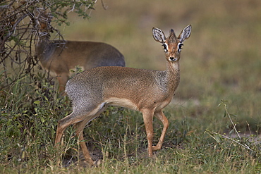 Kirk's dik dik (Kirks dik-dik) (Madoqua kirkii), female, Ngorongoro Conservation Area, UNESCO World Heritage Site, Serengeti, Tanzania, East Africa, Africa