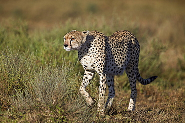 Cheetah (Acinonyx jubatus), Ngorongoro Conservation Area, UNESCO World Heritage Site, Serengeti, Tanzania, East Africa, Africa