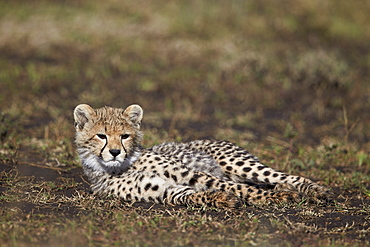 Cheetah (Acinonyx jubatus) cub, Ngorongoro Conservation Area, UNESCO World Heritage Site, Serengeti, Tanzania, East Africa, Africa