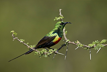 Beautiful sunbird (Cinnyris pulchella), male, Ngorongoro Conservation Area, UNESCO World Heritage Site, Serengeti, Tanzania, East Africa, Africa