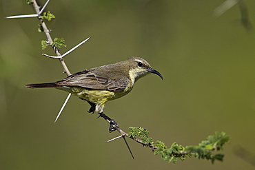 Beautiful sunbird (Cinnyris pulchella), female, Ngorongoro Conservation Area, UNESCO World Heritage Site, Serengeti, Tanzania, East Africa, Africa