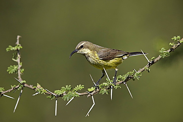 Beautiful sunbird (Cinnyris pulchella), female, Ngorongoro Conservation Area, UNESCO World Heritage Site, Serengeti, Tanzania, East Africa, Africa