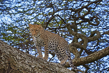 Leopard (Panthera pardus) in a tree, Ngorongoro Conservation Area, UNESCO World Heritage Site, Serengeti, Tanzania, East Africa, Africa