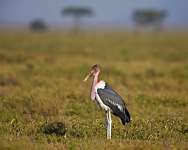 Marabou stork (Leptoptilos crumeniferus), Ngorongoro Conservation Area, UNESCO World Heritage Site, Serengeti, Tanzania, East Africa, Africa