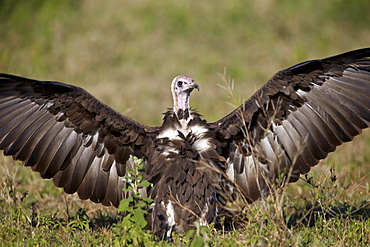 Hooded vulture (Necrosyrtes monachus) with wings spread, Ngorongoro Conservation Area, UNESCO World Heritage Site, Serengeti, Tanzania, East Africa, Africa