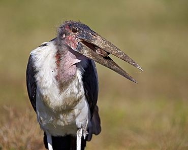 Marabou stork (Leptoptilos crumeniferus), Ngorongoro Conservation Area, UNESCO World Heritage Site, Serengeti, Tanzania, East Africa, Africa