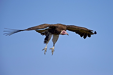 Hooded vulture (Necrosyrtes monachus) in flight on approach to landing, Ngorongoro Conservation Area, Serengeti, Tanzania, East Africa, Africa