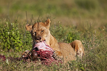 Lioness (Panthera leo) at a wildebeest carcass, Ngorongoro Conservation Area, UNESCO World Heritage Site, Serengeti, Tanzania, East Africa, Africa