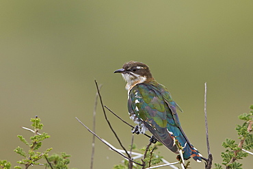 Diederik cuckoo (Chrysococcyx caprius), male, Ngorongoro Conservation Area, UNESCO World Heritage Site, Serengeti, Tanzania, East Africa, Africa