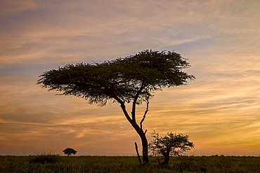 Acacia tree and clouds at dawn, Ngorongoro Conservation Area, UNESCO World Heritage Site, Serengeti, Tanzania, East Africa, Africa