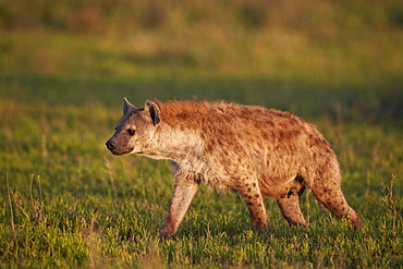 Spotted hyena (spotted hyaena) (Crocuta crocuta), Ngorongoro Conservation Area, UNESCO World Heritage Site, Serengeti, Tanzania, East Africa, Africa