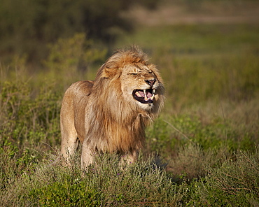 Lion (Panthera leo) demonstrating the flehmen response, Ngorongoro Conservation Area, UNESCO World Heritage Site, Serengeti, Tanzania, East Africa, Africa