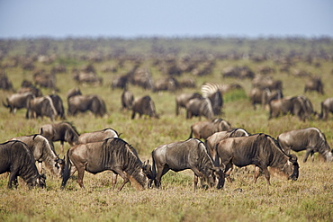 Blue wildebeest (brindled gnu) (Connochaetes taurinus) herd, Ngorongoro Conservation Area, UNESCO World Heritage Site, Serengeti, Tanzania, East Africa, Africa