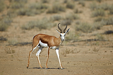 Springbok (Antidorcas marsupialis) buck, Kgalagadi Transfrontier Park encompassing the former Kalahari Gemsbok National Park, South Africa, Africa