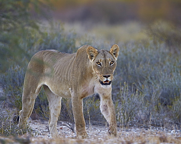 Lioness (Panthera leo), Kgalagadi Transfrontier Park encompassing the former Kalahari Gemsbok National Park, South Africa, Africa