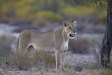 Lioness (Panthera leo), Kgalagadi Transfrontier Park encompassing the former Kalahari Gemsbok National Park, South Africa, Africa