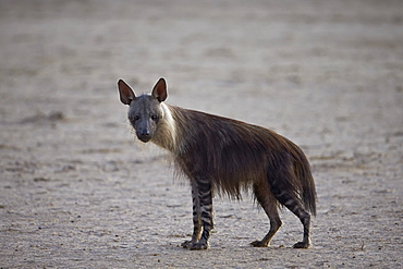 Brown hyena (Hyaena brunnea) (formerly Parahyaena brunnea), Kgalagadi Transfrontier Park encompassing the former Kalahari Gemsbok National Park, South Africa, Africa