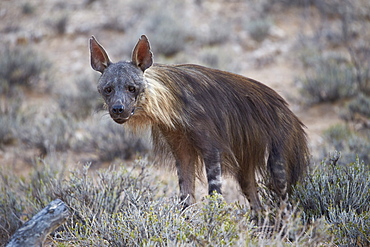 Brown hyena (Hyaena brunnea) (formerly Parahyaena brunnea), Kgalagadi Transfrontier Park encompassing the former Kalahari Gemsbok National Park, South Africa, Africa