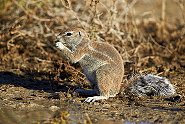 Cape ground squirrel (Xerus inauris) eating, Kgalagadi Transfrontier Park encompassing the former Kalahari Gemsbok National Park, South Africa, Africa