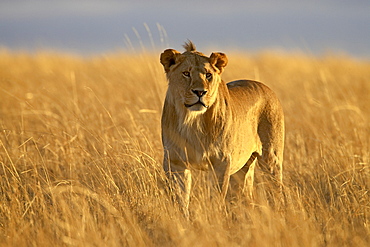 Young male lion (Panthera leo), early morning, Masai Mara National Reserve, Kenya, East Africa, Africa