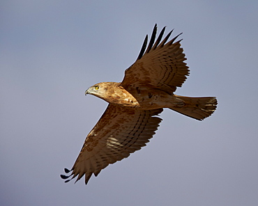 Black-breasted snake eagle (black-chested snake eagle) (Circaetus pectoralis) in flight, immature, Kgalagadi Transfrontier Park, encompassing the former Kalahari Gemsbok National Park, South Africa, Africa