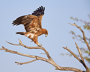 Tawny eagle (Aquila rapax), Kgalagadi Transfrontier Park, encompassing the former Kalahari Gemsbok National Park, South Africa, Africa